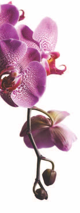 IL trionfo dell orchidea INDICE Insieme al nuovo catalogo di FM GROUP, trionfano le orchidee.