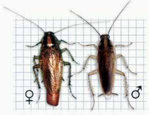 Classe: Insecta Ordine: Blattodea Genere: Blattella Specie: Blattella germanica Ooteche Le blattelle germaniche vivono circa sei mesi e possono