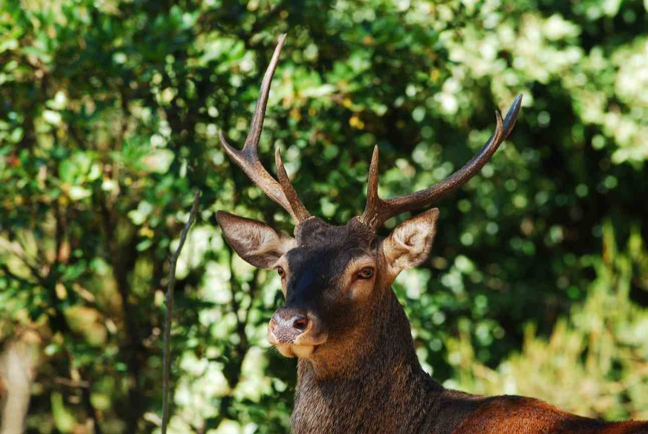 Direzione Generale Servizio Tecnico Il Cervo sardo-corso (Cervus elaphus corsicanus) nei territori gestiti dall Ente Foreste della Sardegna: consistenza e