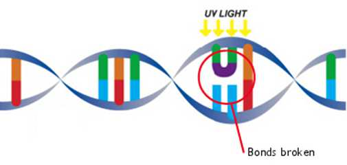 Disinfezione UV (Biotec) Principio del metodo La disinfezione mediante raggi ultravioletti si attua facendo passare l acqua in un