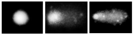 Strato di gel LMA 0,7% con incluse le cellule Measure Edit Frozen Live Vetrino da microscopio pretrattato con NMA 1% Delete B) Lisi