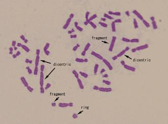 cellule in interfase come corpuscoli intracitoplasmatici liberi I MN possono generarsi