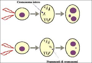 clastogeni, che causano rotture cromosomiche dirette a disfunzioni del fuso mitotico,