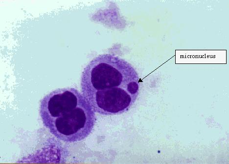 Criteri di selezione per le cellule da analizzare con il test del micronucleo le cellule devono essere binucleate i due nuclei devono essere all'incirca delle
