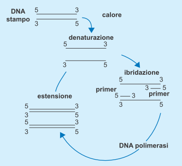 Lo studio dei loci genetici codificanti può essere realizzato applicando tecniche di PCR su qualsiasi tessuto
