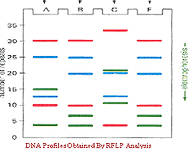 In generale i metodi prevedono: l estrazione del DNA dai campioni in studio la digestione del DNA con 1 o più enzimi di restrizione, che generano centinaia di frammenti (il numero è in relazione all