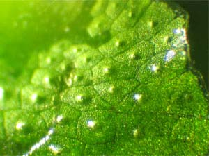 cloroplasti e in alto uno strato di cellule ancora mancanti di cloroplasti. In questo strato superiore è ben visibile il poro attraverso cui si attua lo scambio dei gas necessario alla fotosintesi.