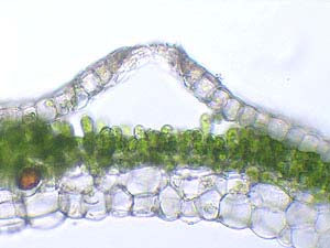 Come ho detto, al di sotto del poro c'è uno strato spugnoso di cellule fotosintetiche e delle quali sono visibili i cloroplasti.
