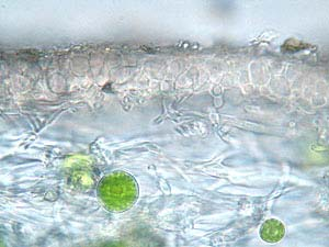LICHENI I licheni sono un'associazione fra un fungo ed un'alga unicellulare. Di solito l'alga è un'alga verde od una cianoficea, il fungo invece è quasi sempre un ascomicete.