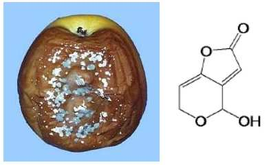 Patulina La Patulinaè un metabolita secondario prodotto da un numeroso