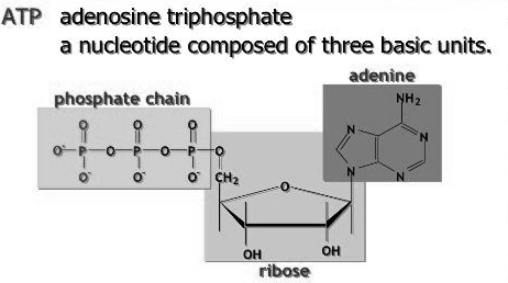 Base Nucleoside Nucleotide Puriniche + deossiriboso (riboso) + fosfato adenina (DNA/RNA) (deossi- ) adenosina acido (deossi- )adenilico ((d- )AMP) guanina (DNA/RNA) (deossi- )guanosina acido (deossi-