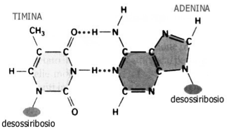 all interno di una cellula Una molecola di DNA è formata da due catene di nucleotidi appaiate secondo le regole della