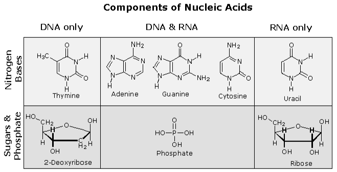 ribosio (RNA) https://www2.chemistry.msu.