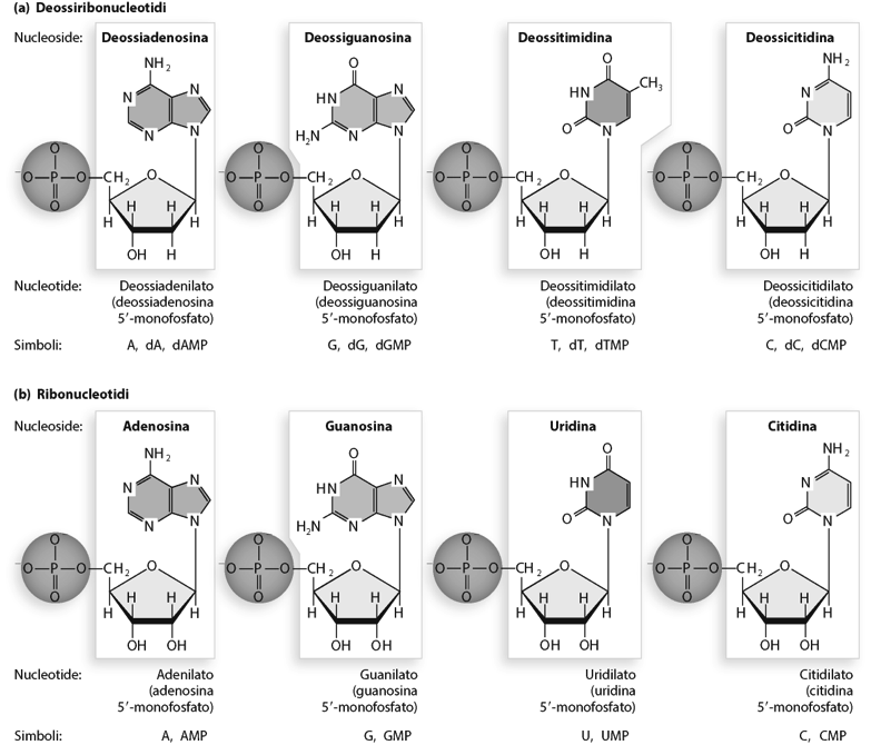 I nucleo6di sono ESTERI FOSFATO dei nucleosidi.