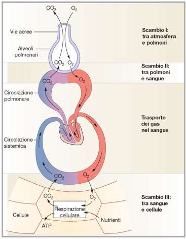 il sistema respiratorio respirazione cellulare (o interna) e respirazione esterna scambio dei gas regolato dalle leggi della diffusione in alcuni organismi la respirazione avviene attraverso la