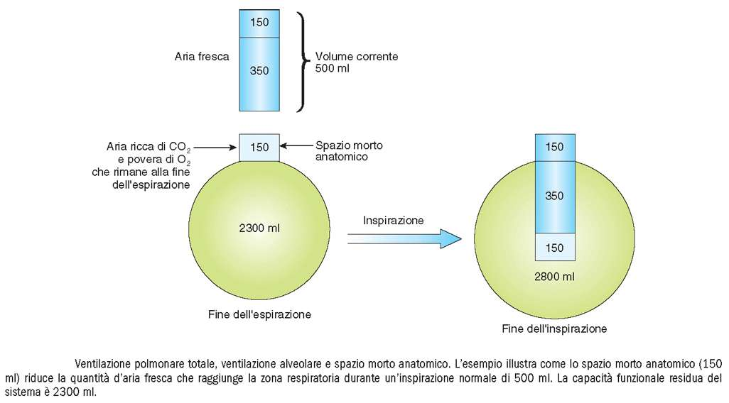 ventilazione polmonare totale (o volume minimo respiratorio) a riposo: 500 ml/respiro * 12 respiri /minuto = 6 L/minuto lo