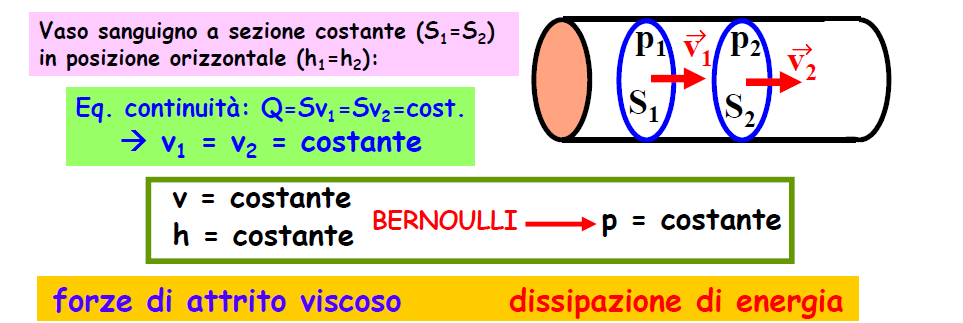 Sistema circolatorio