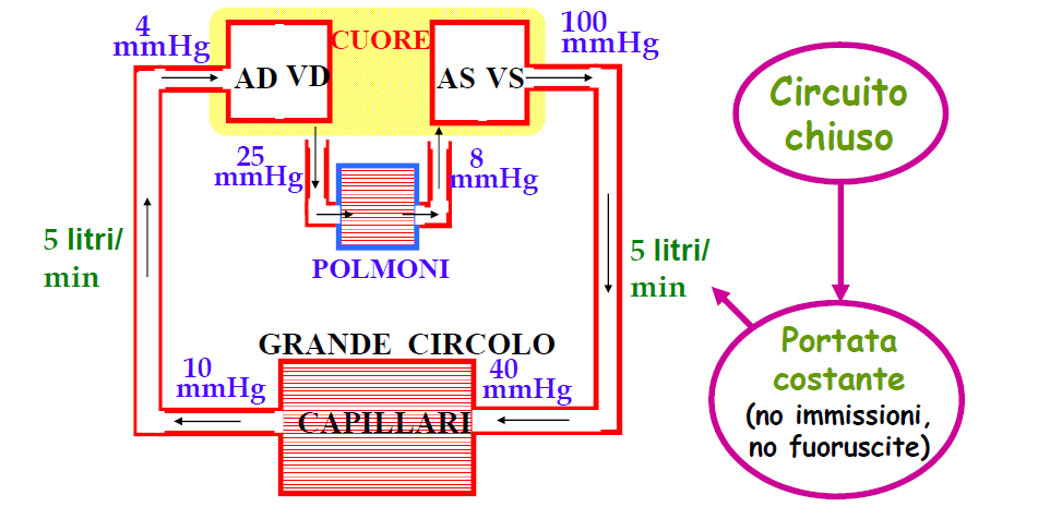 Sistema circolatorio Fisica