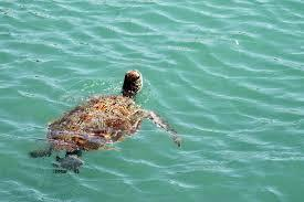 Carnarvon. E poi perchè non fare una nuotata con gli squali balena nel famoso Ningaloo Reef?