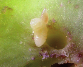 alle larve del Cinipide 2. La larva di T.