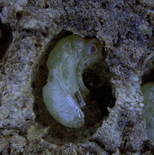 sinensis trascorre (nello stadio di larva 3. T.