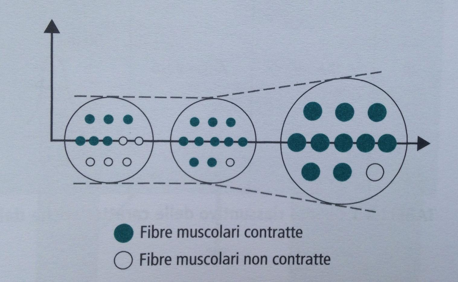 RUOLO DEI FENOMENI DI RECLUTAMENTO NELL