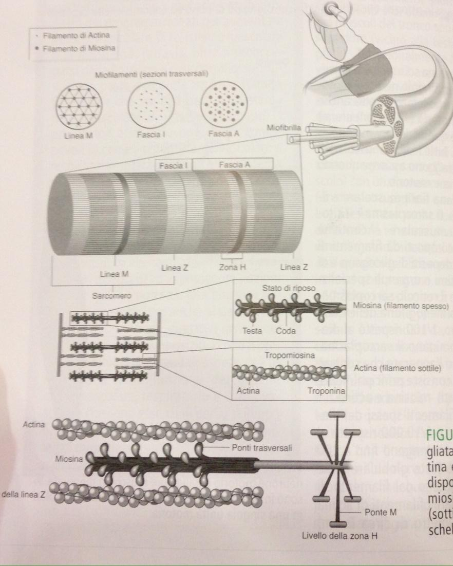 Visione dettagliata dei filamenti proteici di actina e miosina nel muscolo.