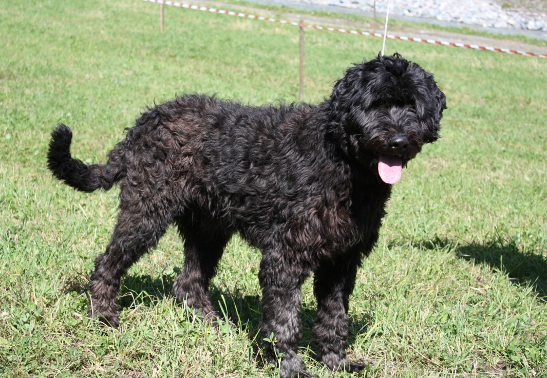 BERGAMASCO ANZIANO.