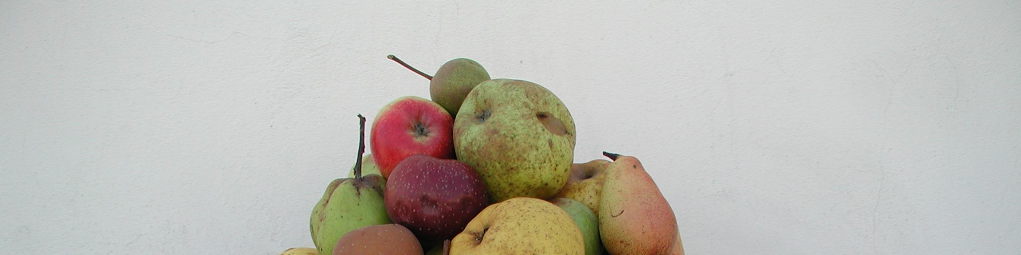 VARIETA' DEI FRUTTIFERI Castanea sativa Mill. (Castagno): Marrone di Caprese, Marrone del Casentino, Marrone di Castel del Rio, Marrone di Marradi, e Marrone di Villore; Prunus avium (L.) L.