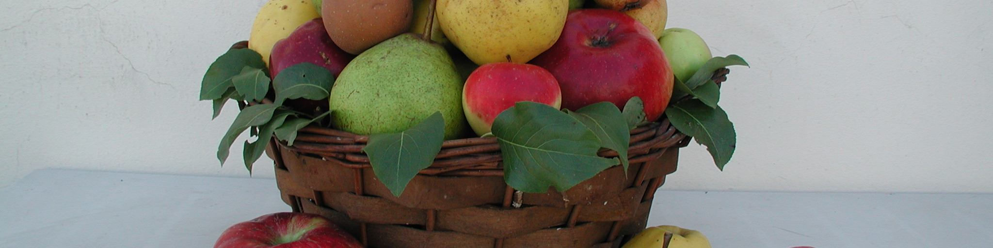 San Giovanni), Corniola di Partina, Corniola di Quota, Corniola precoce, Gabellina (syn. Capellina), Maggiaiola, Marchiana, Morellina, Napoletana, Palombina e Primaticcia; Malus domestica Borkh.