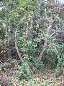 ottimo 53 Rododendro Rhododend ron arboreum H 4 m Esemplare notevole ma soffocato dalla