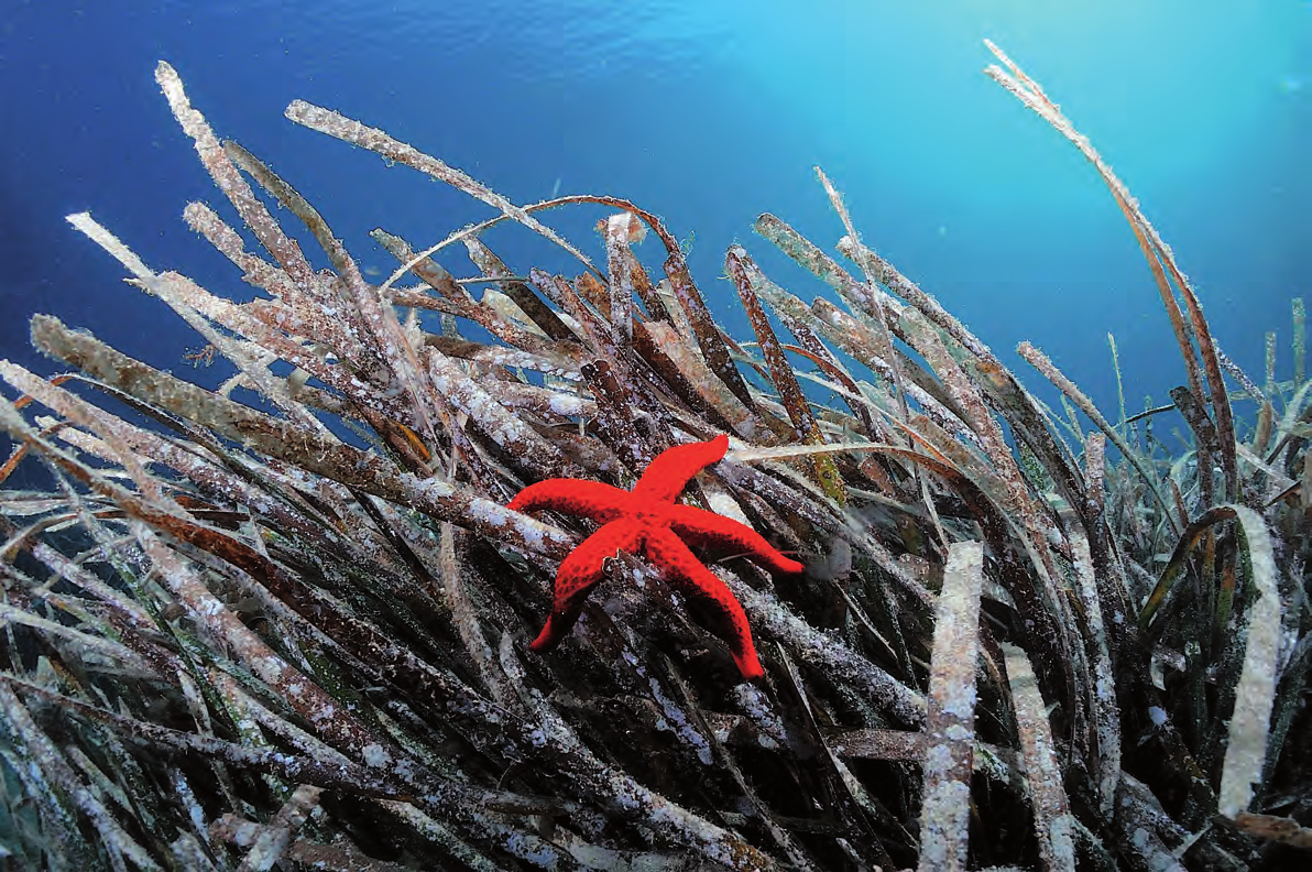 Prateria di Posidonia oceanica velli di biodiversità unici nel Mediterraneo, aspetto ben noto soprattutto a chi ha la fortuna di esplorare fondali a profondità superiori ai 50 metri, vuoi con le