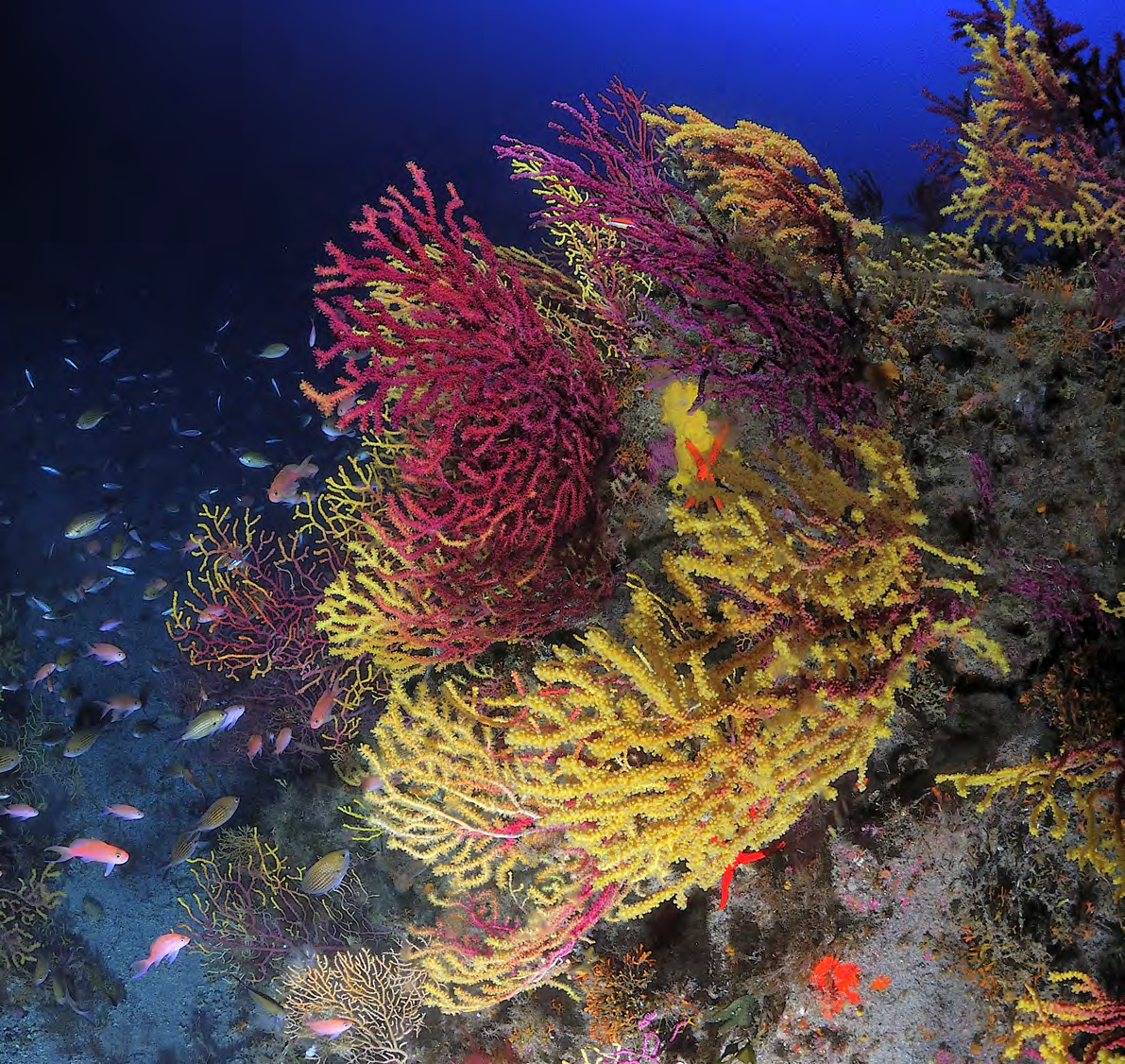 Tipica biodiversità intorno ai rami delle Gorgonie bicolori presentata dalle gorgonie bicolori, ossia organismi che, a differenza di altre gorgonie che sono tutte rosse o tutte gialle o tutte