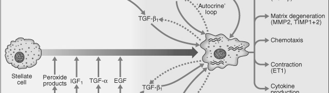 Fibrogenesi Epatica Cirrosi epatica Etiologia Alcol Virus C,B, D