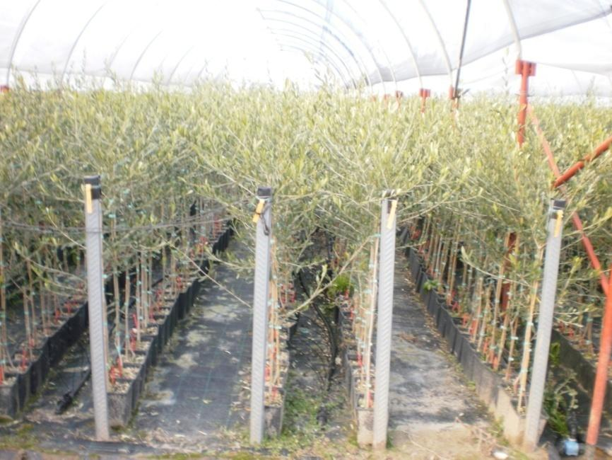 CARATTERISTICHE DEL CAMPO COLLEZIONE 20 varietà di olivo n.