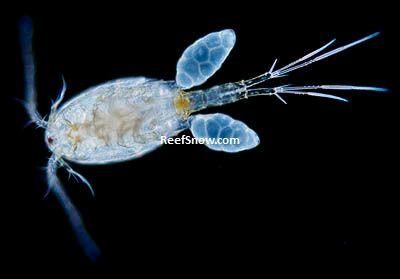 COPEPODI (dal greco kope = remo e podos = piede) Introduzione La maggior parte dei copepodi sono marini, ma esistono molte specie anche di acqua dolce.