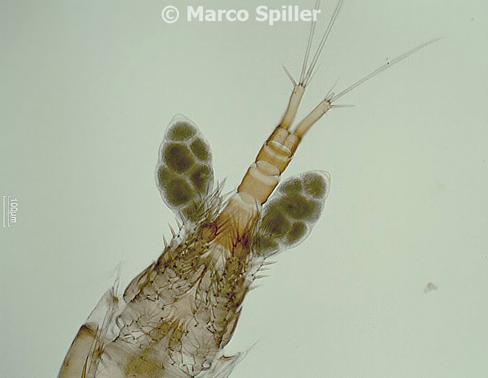 Alimentazione I Copepodi sono prevalentemente filtratori e hanno mascelle modificate in appendici filtranti. Il fitoplancton, soprattutto diatomee, è la parte principale della loro dieta.