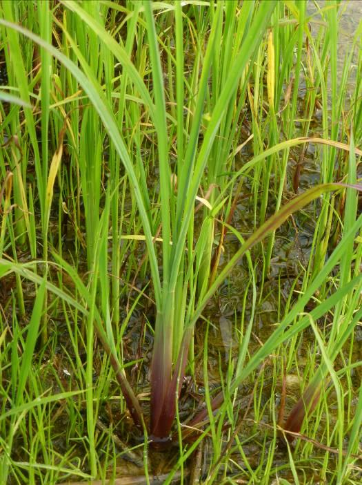 Cosa devo fare se ho biotipi di Echinochloa spp. resistenti agli erbicidi inibitori dell ACCasi?