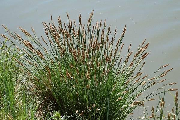 prati umidi mediterranei a Scirpoides