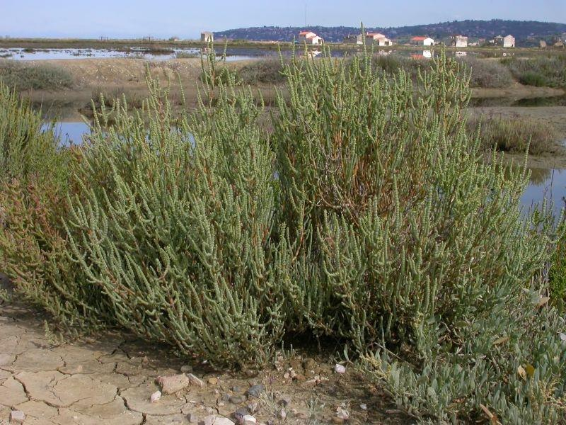 Salicornia veneta, i