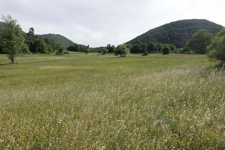 con rade coperture erbacee (pascolate), la cui maggiore o minore compattezza e legata all intensità della ceduazione o al carico di bestiame.