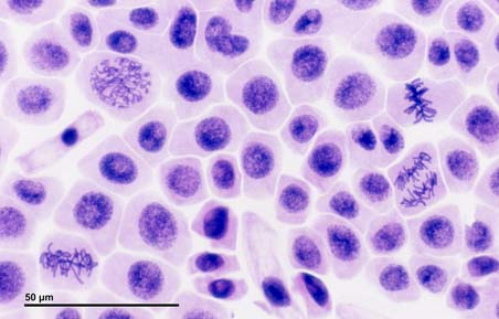 prophase,_metaphase,_anaphase,_telophase%29.jpg Genoma Il genoma è il contenuto genetico totale di un organismo.