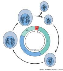 Altri tessuti, quali il tessuto muscolare cardiaco ed il tessuto nervoso, sono costituiti da cellule che, una volta differenziatesi (in cardiomiociti o neuroni), non sono più apparentemente in grado