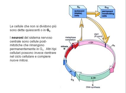 INTERFASE (3) Fase S: per produrre due cellule figlie identiche, la totalità delle istruzioni contenute nel DNA deve essere duplicata. La replicazione del DNA ha luogo in questa fase S (di sintesi).