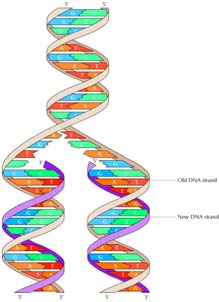 Fase G 0 (2) Lo stato normale di una cellula in un organismo adulto è quello di rimanere in G 0 finchè i fattori di crescita appropriati le segnalino di dividersi: Es: I fibroblasti della pelle