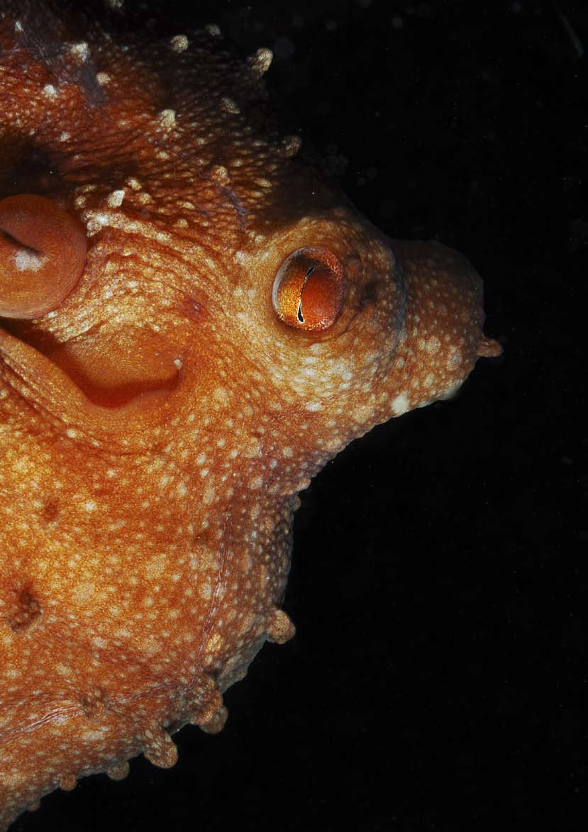 20 La polpessa (Octopus macropus) è una