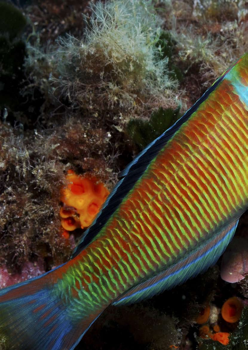 La donzella pavonina (Thalassoma pavo ) è un pesce molto attivo e