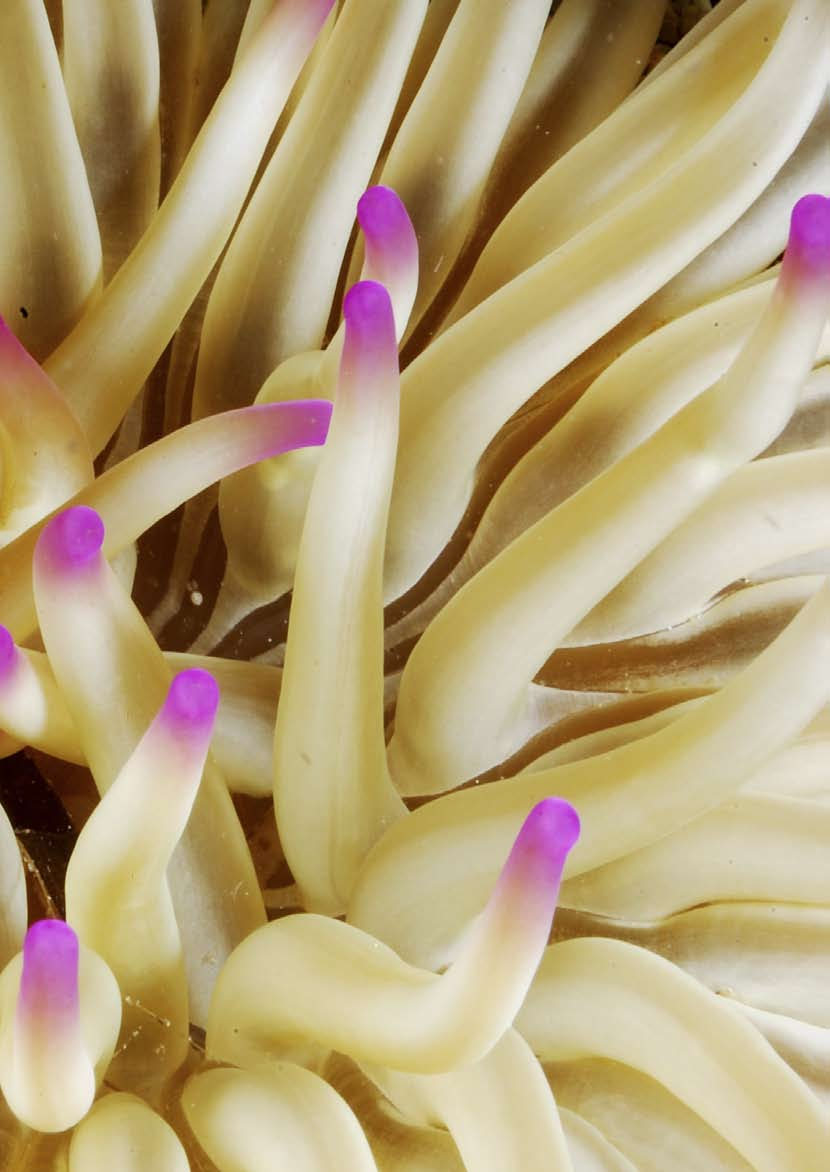 L anemone di sabbia (Condylactis aurantiaca) è