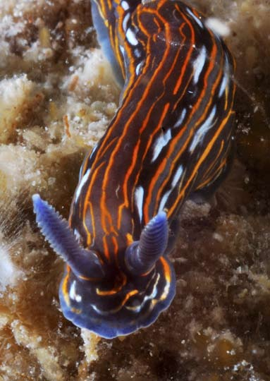 (Hypselodoris