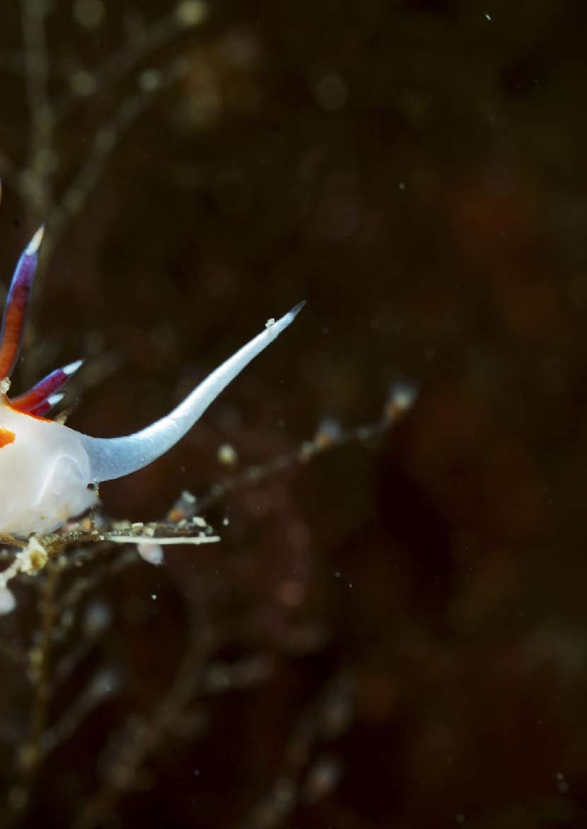 Nudibranco noto